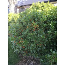 Coprosma lucida Coprosma lucida